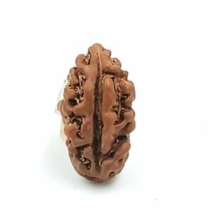 2 Mukhi