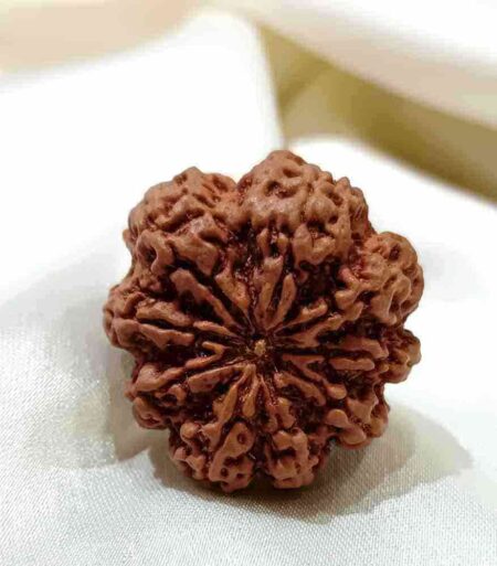 Nepali Rudraksha