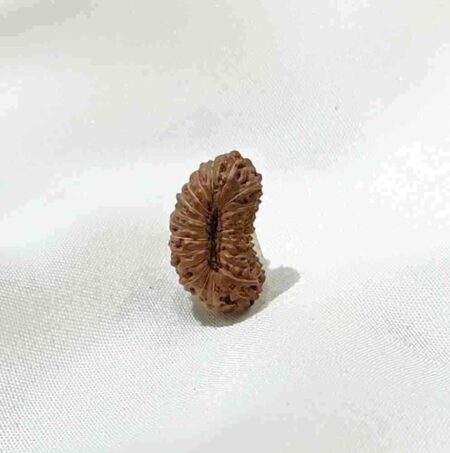 Rudraksha beads wholesaler