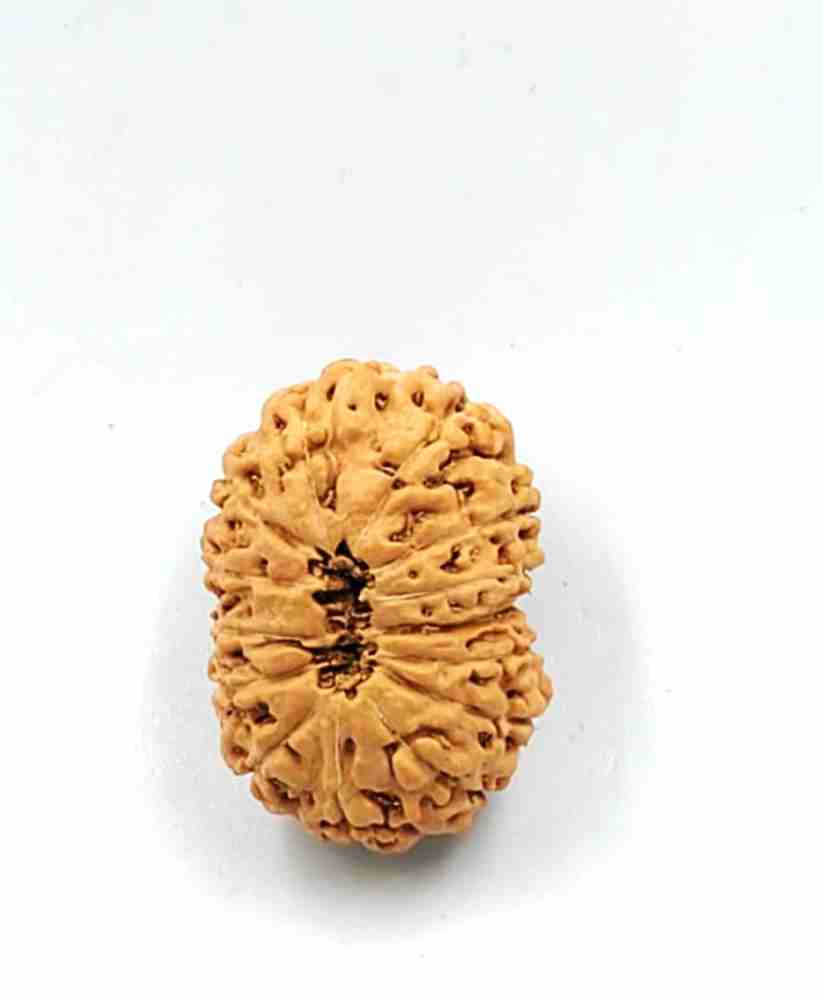 14 Mukhi Indonesian(Size-26MM)