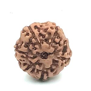 6 Mukhi