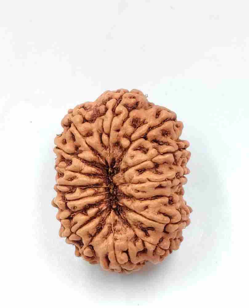 14 Mukhi Indonesian(Size-27mm)