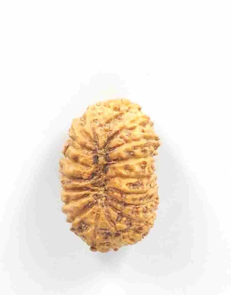 18 Mukhi Indonesian(Size-21mm)