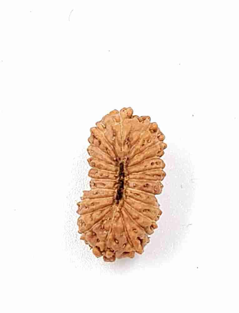 21 Mukhi Indonesian(Size-14.48mm)