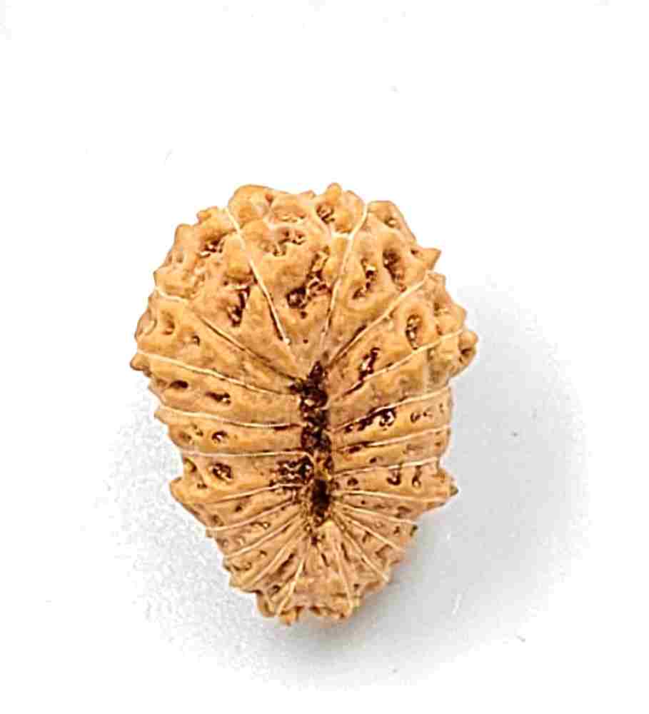 21 Mukhi Indonesian(Size-19.25mm)