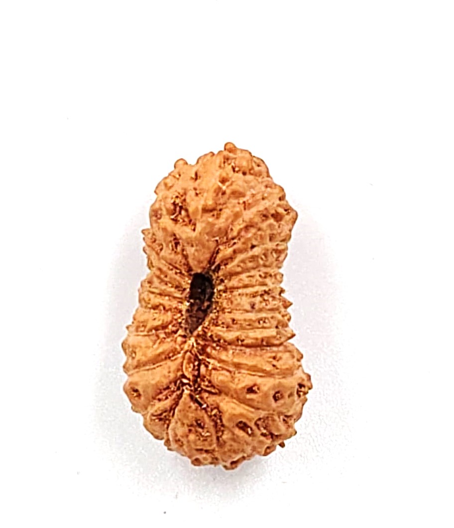 21 Mukhi Indonesian(Size-19.62mm)