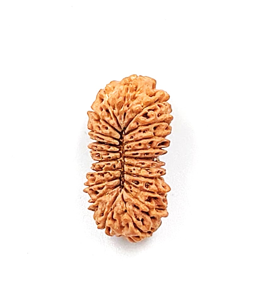 21 Mukhi Indonesian(size-23.40mm)