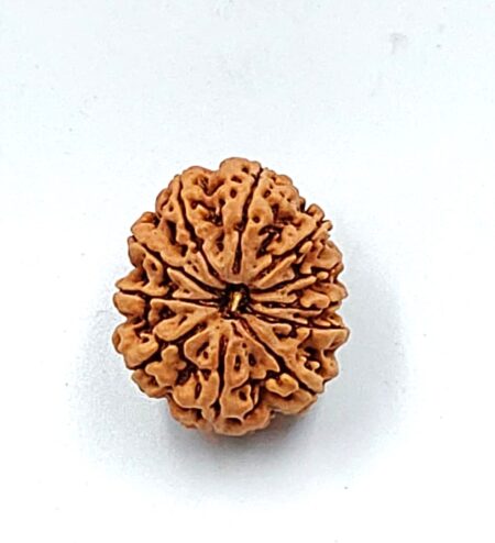 11 Mukhi Nepali(Size-26MM)