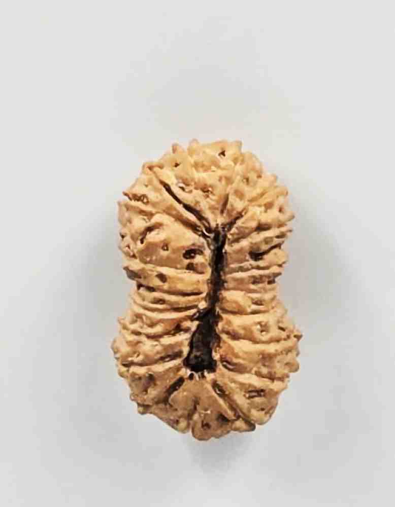 19 Mukhi Indonesian (Size-25mm)