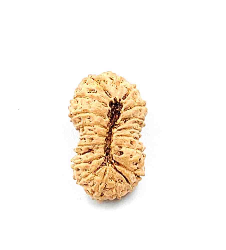 19 Mukhi Indonesian (Size-25mm)