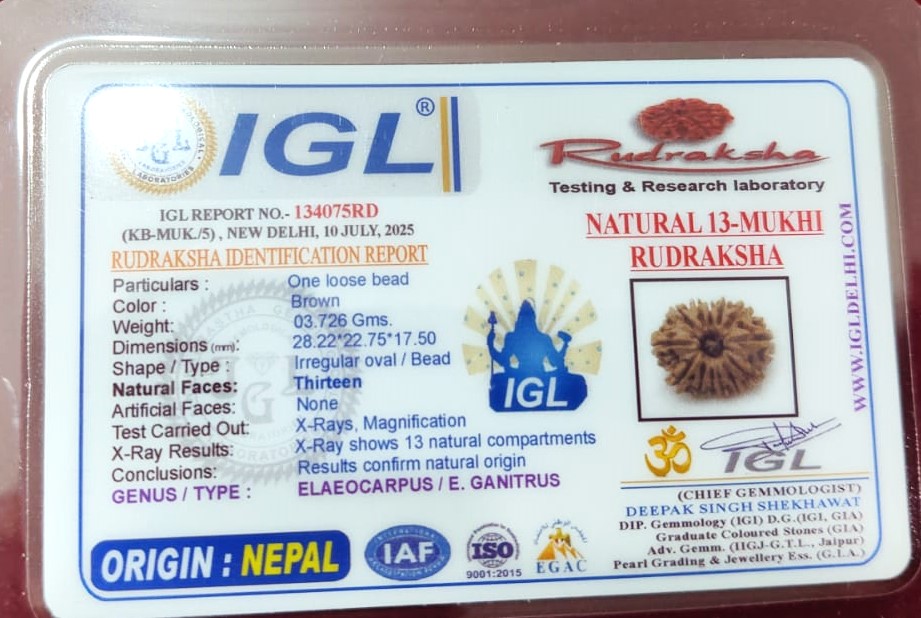 13 Mukhi Nepali IGL LabCertified with Xray(Size-28.22mm)