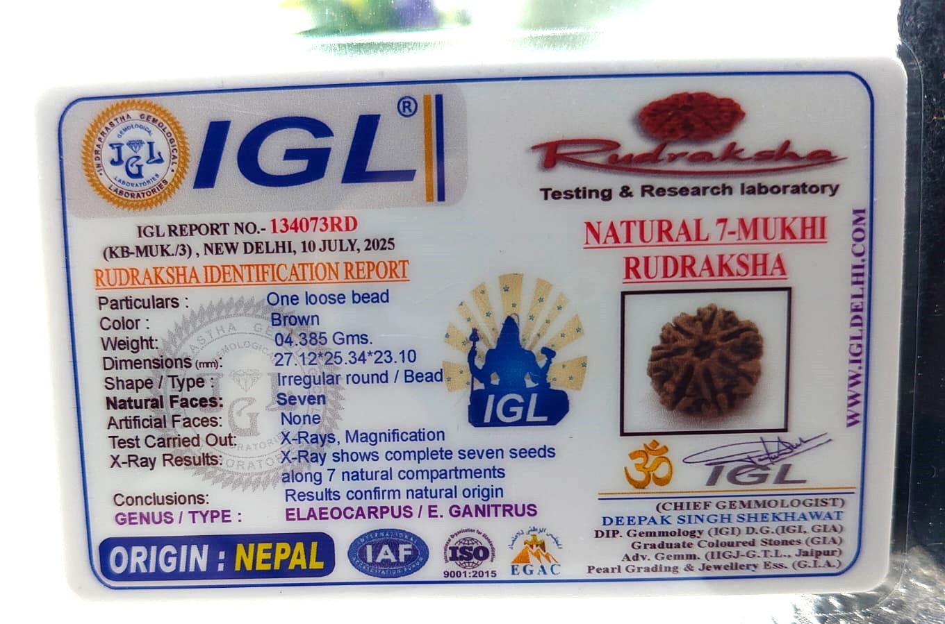 7 Mukhi Nepali IGL Labcertified with X-Ray (Size-27.12mm)