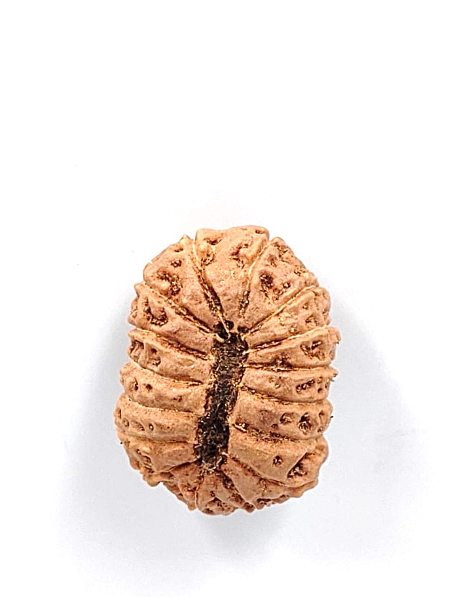 16 Mukhi Indonesian Rudraksha(Size-21.5mm)(New stock)