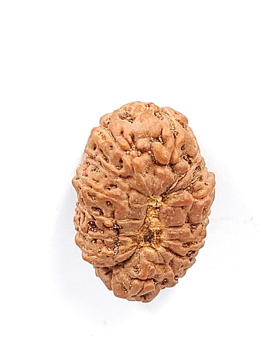 16 Mukhi Indonesian Rudraksha(size-23.5mm)