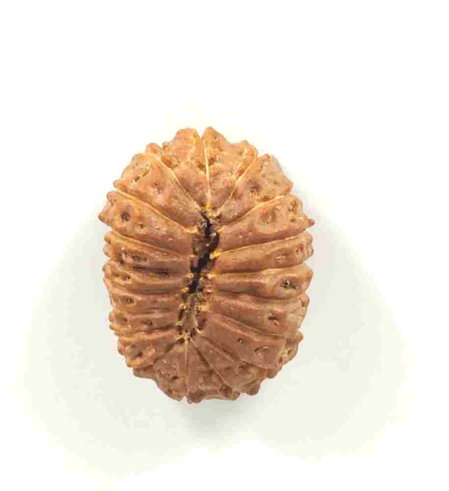 18 Mukhi Indonesian Rudraksha(Size-21.5mm)