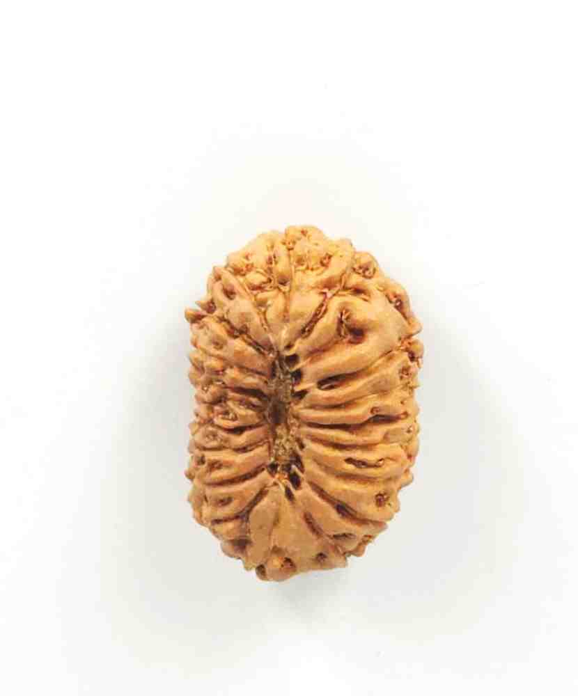 18 Mukhi Indonesian Rudraksha(Size-23.5mm)