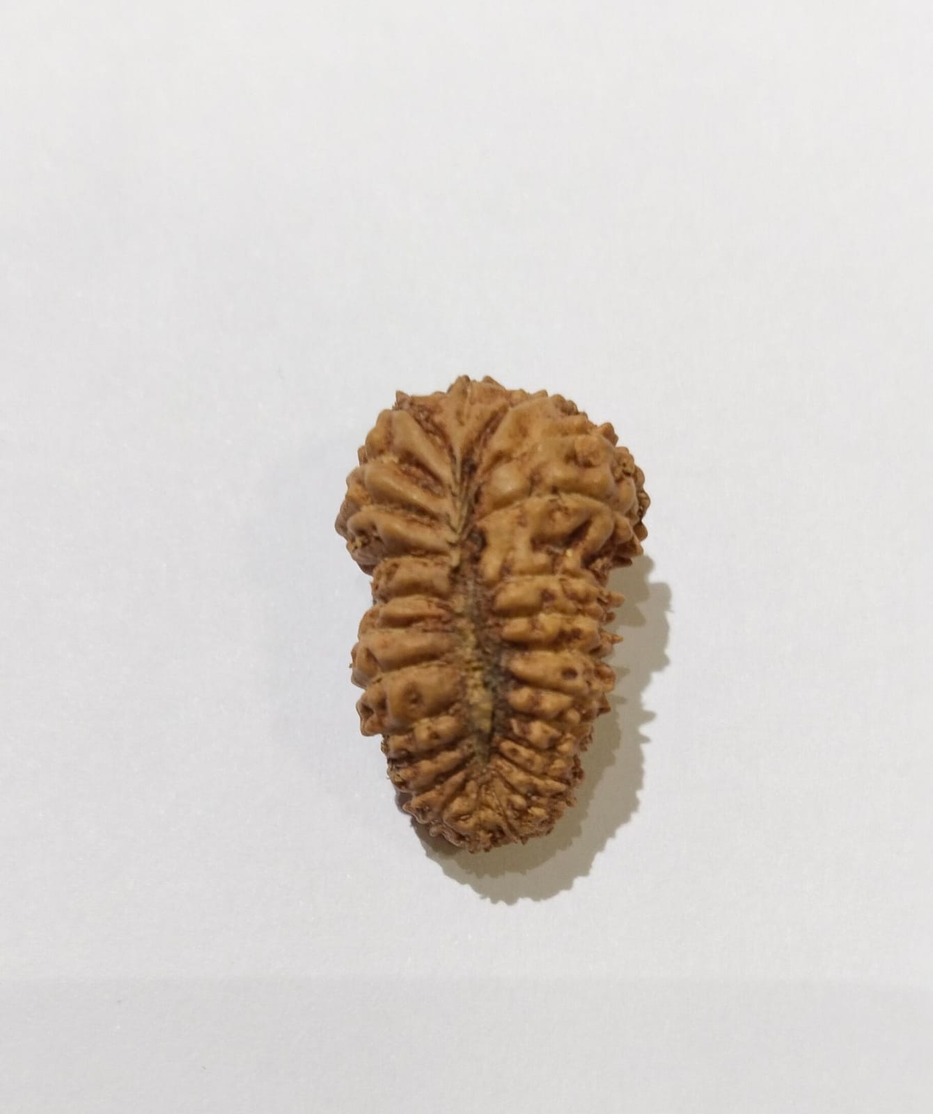 25 Mukhi Indonesian Collector Bead