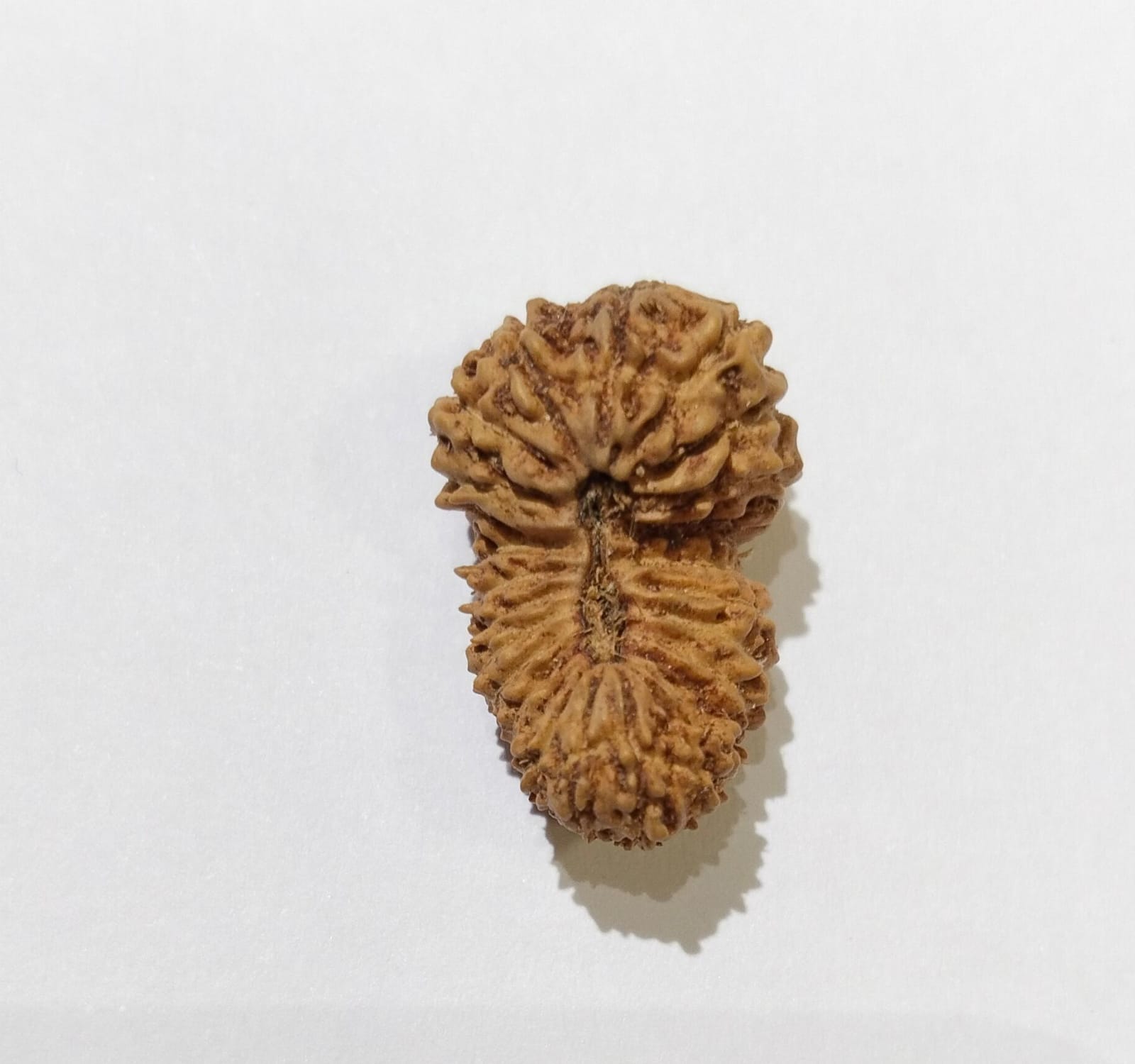 25 Mukhi Indonesian Collector Bead