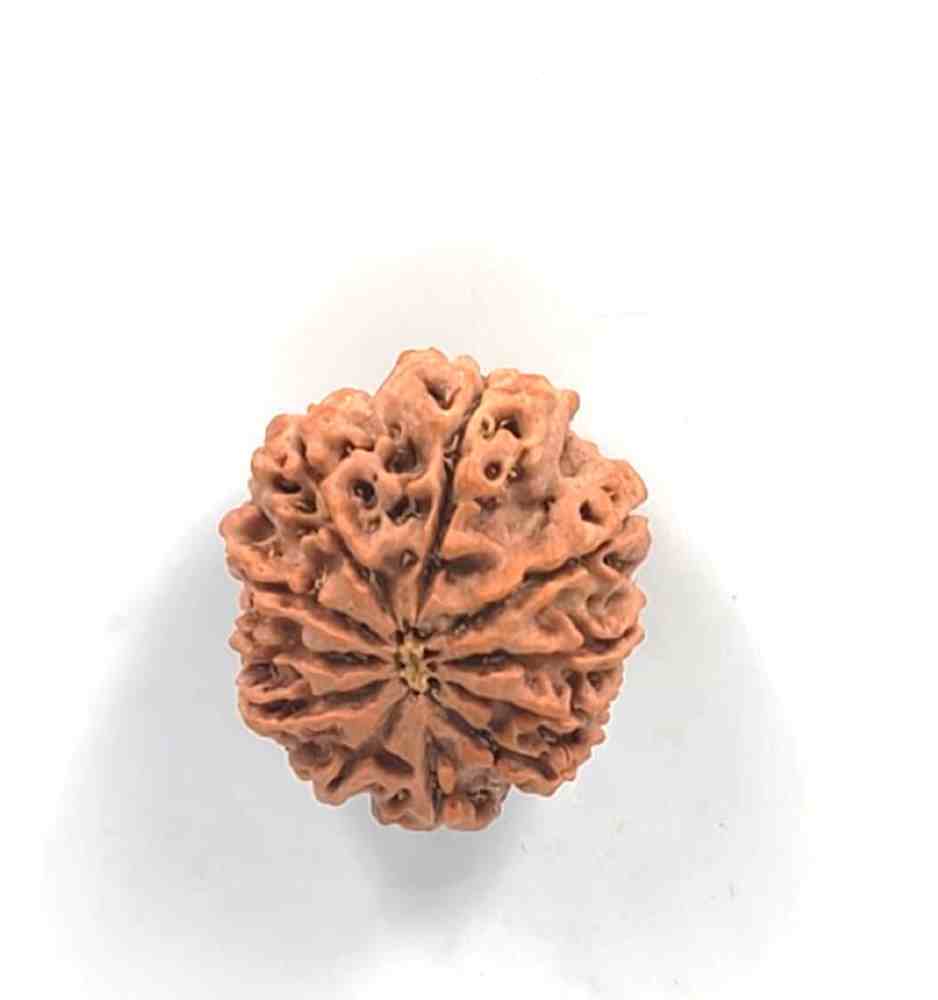11 Mukhi Nepali Rudraksha(Size-25.77mm)