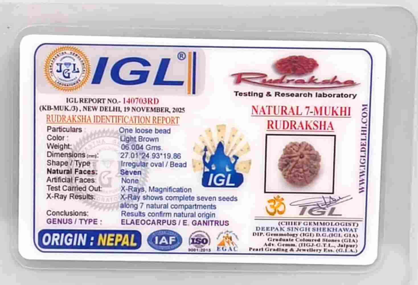 7 Mukhi Nepali(Size-27.01mm)