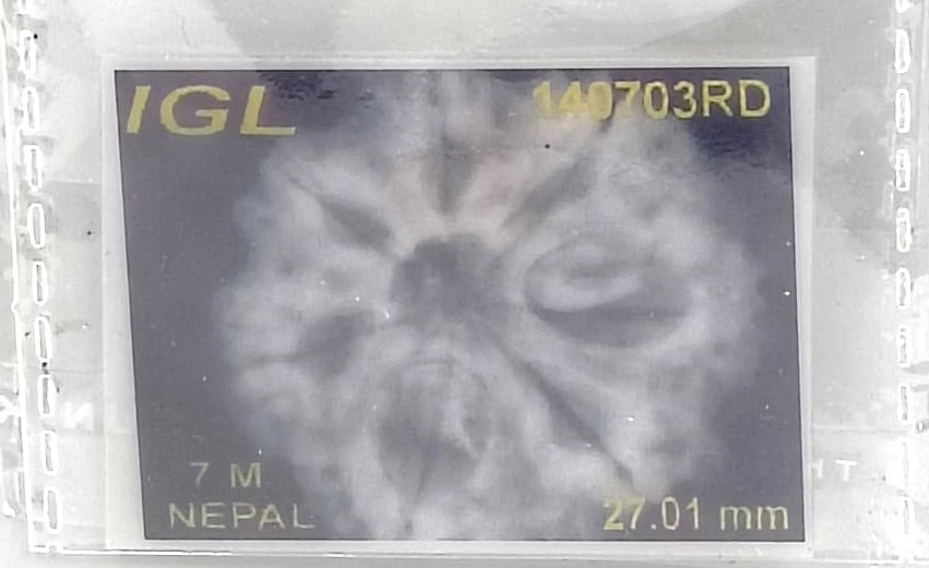 7 Mukhi Nepali(Size-27.01mm)