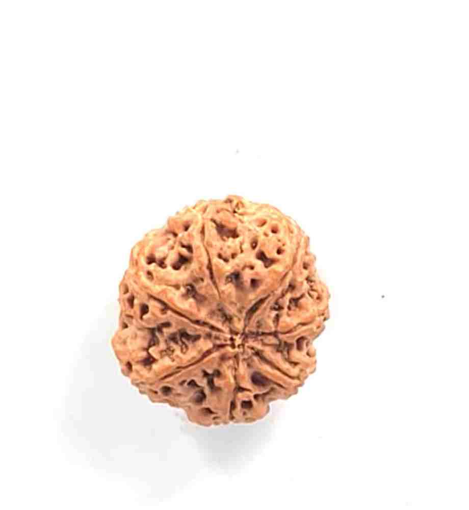7 Mukhi Nepali(Size-27.01mm)