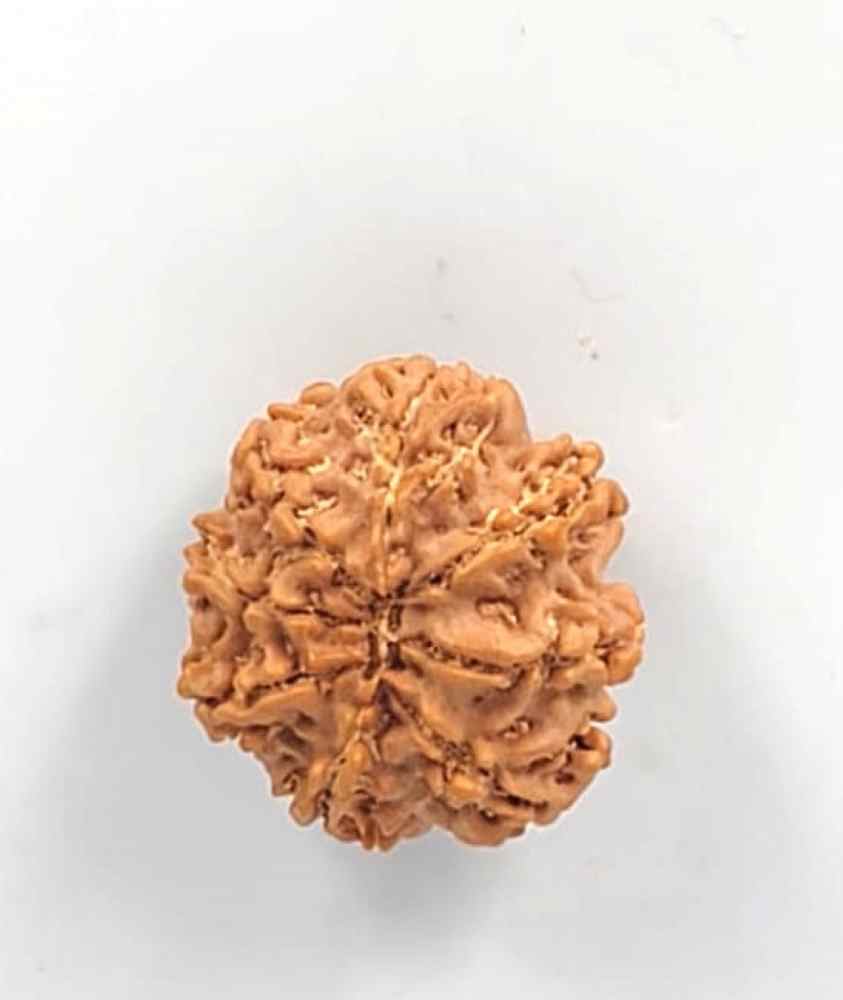 8 Mukhi Nepali(Size-24.08mm)