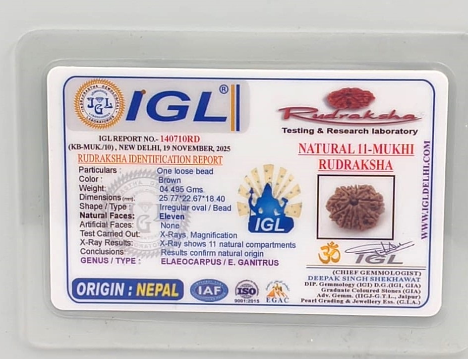 11 Mukhi Nepali Rudraksha(Size-25.77mm)