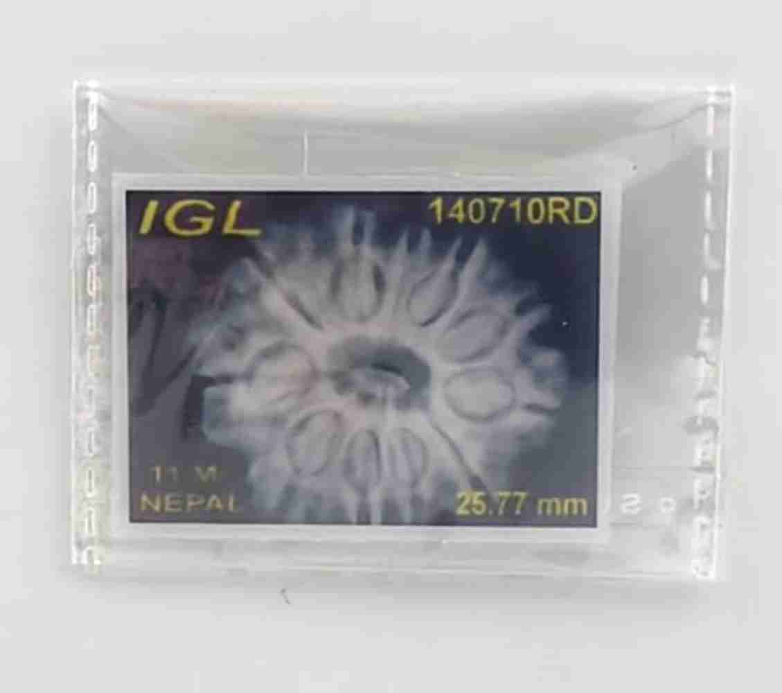 11 Mukhi Nepali Rudraksha(Size-25.77mm)